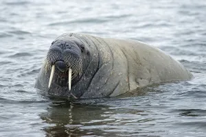 Walrus (Odobenus rosmarus), Phippsoya