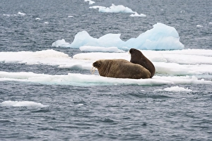 Walrus (Odobenus rosmarus) resting on ice, Brassvell Glacier, Nordaustlandet, Svalbard archipelago, Norway, Europe