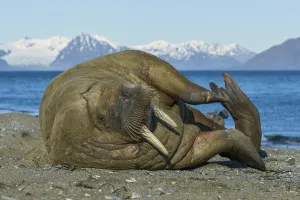 Walrus, Odobenus rosmarus, Svalbard