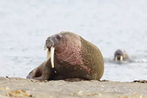 Walrus, (Odobenus rosmarus), (Trichechus rosmarus)
