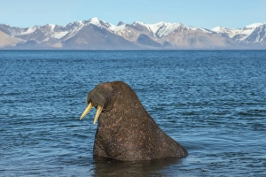 Category Scandinavia Prints: Walrus (Odobenus rosmarus) in water
