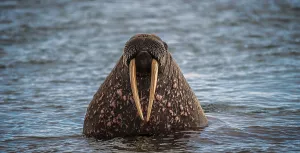 Walrus (Odobenus rosmarus) in water