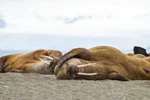 Walruses lying on the shore in Svalbard, Arctic