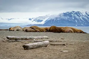 Walruses lying on the shore in Svalbard, Arctic
