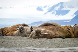 Walruses lying on the shore in Svalbard, Arctic
