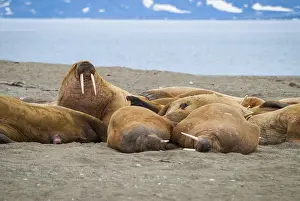 Walruses lying on the shore in Svalbard, Arctic