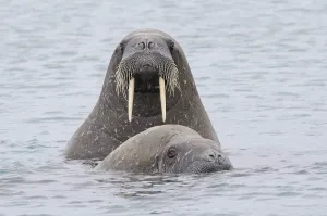 Walruses (Odobenus rosmarus), Phippsoya