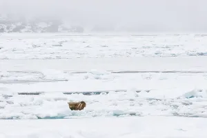 Walrusses (Odobenus rosmarus) Spitzbergen, Norway