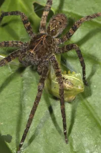 Wandering Spider (Ctenidae sp.)
