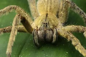 Wandering spider (Ctenidae), with type-specific eyes