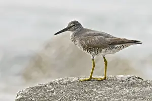 Wandering Tattler (Tringa incana)Hawaii