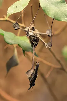 Wandering Violin Mantis (Gongylus gongylodes)