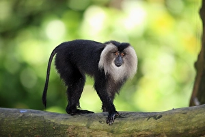 Wanderoo, lion-tailed macaque (Macaca silenus)