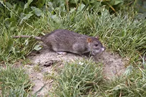 Wanderratte/ Rattus norvegicus