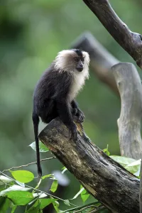 Wanderu, lion-tailed macaque (Macaca silenus)