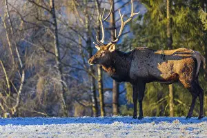 One Wapiti stag, Cervus canadensis