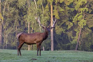 One Wapiti stag, Cervus canadensis