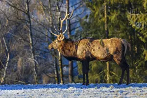 One Wapiti stag, Cervus canadensis
