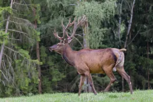 One Wapiti stag, Cervus canadensis