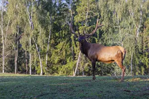One Wapiti stag, Cervus canadensis