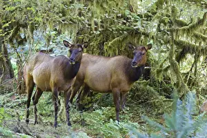 Wapitis, Hoh Rainforest, Olympic national park