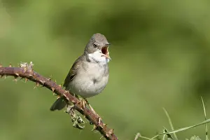 Warbler, (Sylvia communis), Austria