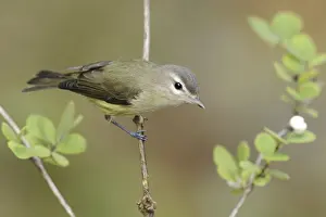 Warbling Vireo (Vireo gilvus), British Columbia