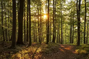 The warm light of the evening sun shines through tree trunks on a hiking trail in an idyllic beech forest