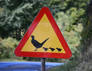 Warning sign, caution birds, Charlottenlund