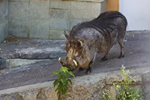 Wart hog in zoo, Phacochoerus africanus