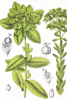 Wart spurge (Euphorbia verrucosa)