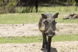 Warthog at the Gaborone Game Reserve in Gaborone