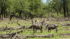 Warthog at the Gaborone Game Reserve in Gaborone