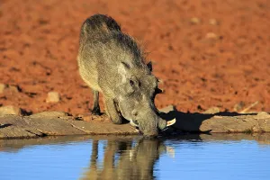 Warthog (Phacochoerus aethiopicus)