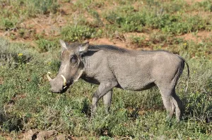 A warthog (phacochoerus aethiopicus) in the Kruger Park