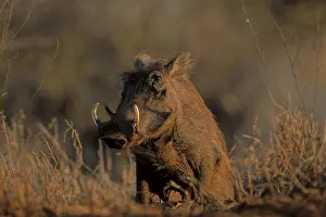 Warthog (Phacochoerus africanus)