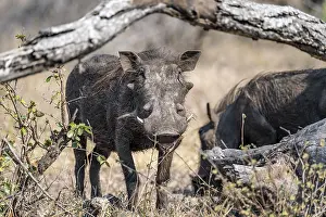 Warthog (Phacochoerus africanus)