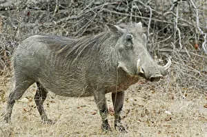 Warthog (Phacochoerus africanus)