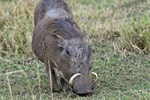 Warthog (Phacochoerus africanus)