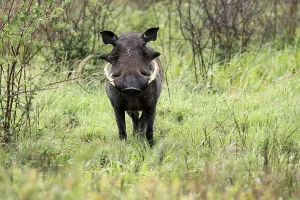 Warthog (Phacochoerus africanus)