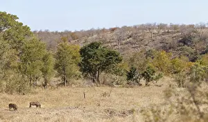 Warthog, Phacochoerus africanus