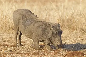 Warthog, Phacochoerus africanus