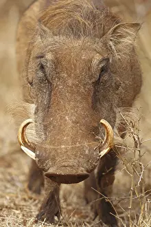 Warthog, Phacochoerus africanus