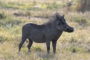 Warthog (Phacochoerus africanus)