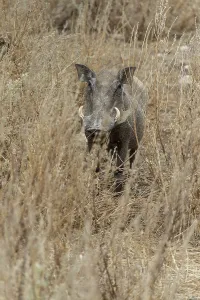 Warthog (Phacochoerus africanus), Namibia, Africa