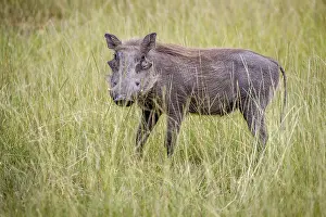 Warthog standing in between the high grasses in the Okavango Delta