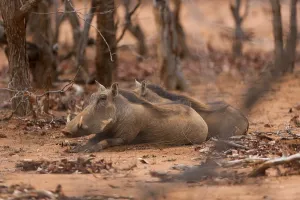 Warthog in the wilderness of Africa