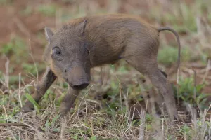Warthog in the wilderness of Africa