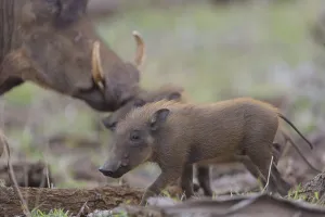 Warthog in the wilderness of Africa