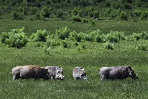 Several warthogs graze on an extensive green meadow in the Bale Mountains